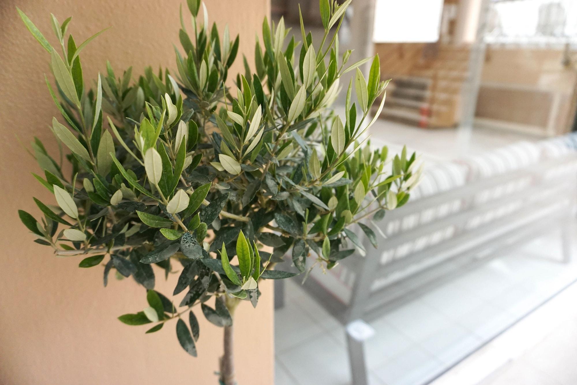 Dioni Hotel Adelianos Kampos Buitenkant foto