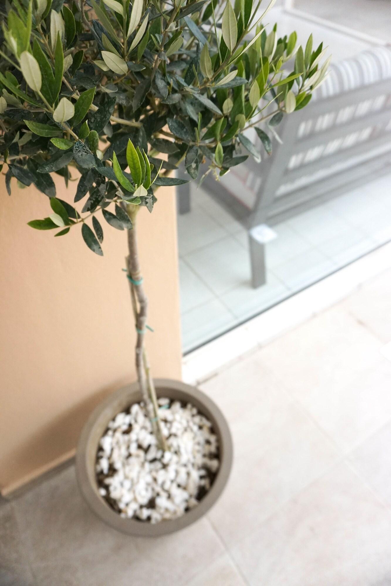 Dioni Hotel Adelianos Kampos Buitenkant foto